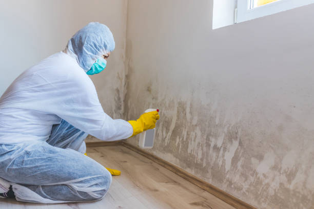 Licensed Attic Mold Removal service in Conroe, TX - WQB Mold Removal