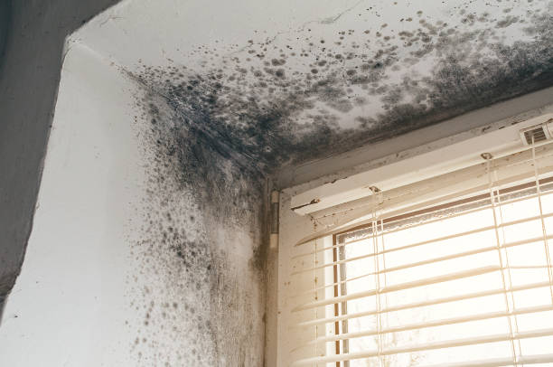 Affordable Attic Mold Removal solutions in Conroe, TX