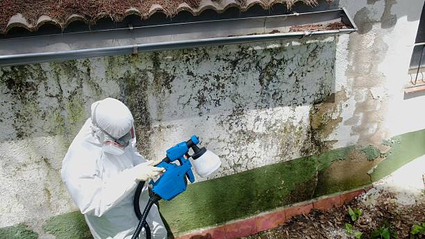 Top rated local Attic Mold Removal specialists in Conroe, TX
